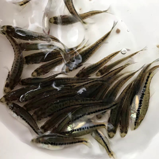 佛山鲈鱼苗 加州鲈鱼苗淡水优鲈鱼 大口黑鲈鱼苗批发送货上门