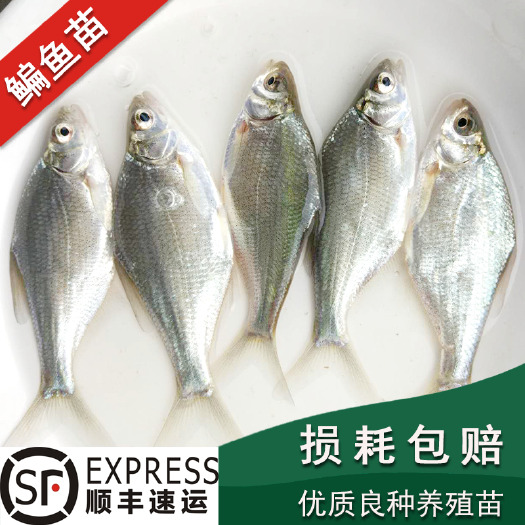 湖州扁鱼鱼苗三角鳊草鳊鱼鳊鱼苗长身柳叶鳊三角团头鲂武昌鱼扁鱼活