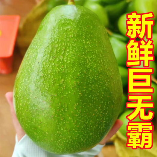 靖西市广西牛油果