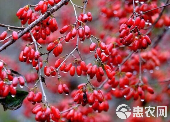 种植中药材山茱萸树苗种苗山萸肉苗枣皮苗绿化苗木盆景花卉苗庭院