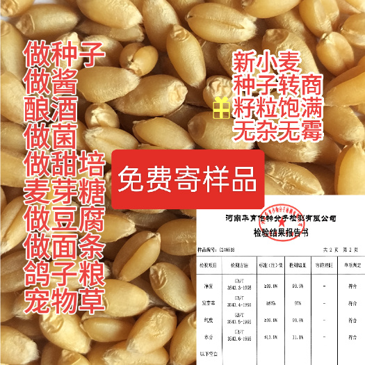 原阳县种子新小麦精选、无霉变无杂，做酱小麦胚芽、制菌、麦芽糖酿酒