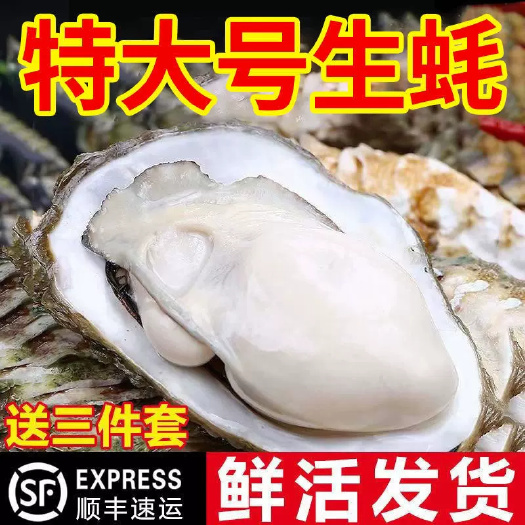 乳山市乳山生蚝新鲜带壳牡蛎鲜活生蚝无沙三倍体生蚝海蛎子活的生蚝海鲜