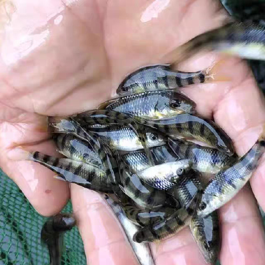 广州溪水石斑鱼苗