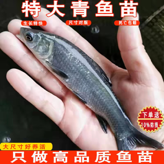 佛山螺丝青鱼苗大量批发
