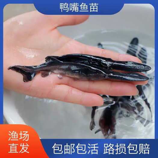 佛山基地直供优质鸭嘴鱼苗规格齐全供货上门