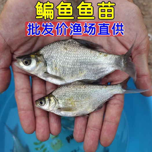 佛山大量批发武昌鳊边鱼苗