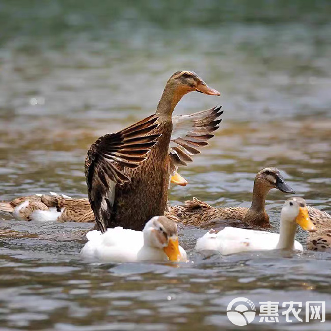 广东金锭鸭苗包防疫厂家直销全国包邮货到满意付款量大从优