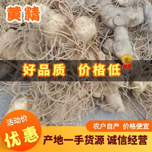隆回县新鲜黄精  高山黄精