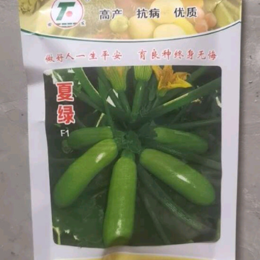 商丘夏绿西葫芦种子，油绿发亮，光滑，粗细均匀，带瓜能力强，膨瓜快