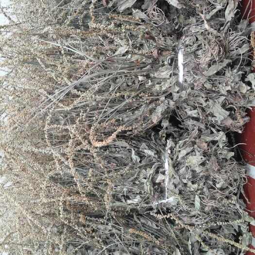 广元车前草，纯干货无霉无杂，产地直供一手货源