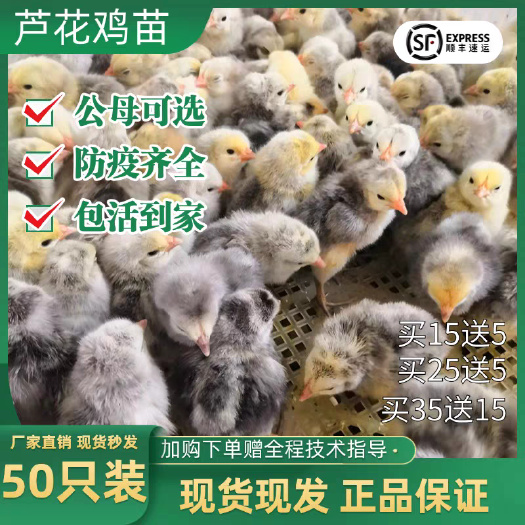 壶关县山西芦花鸡苗严选荣誉商家当天发货注射疫苗包运输包/存活