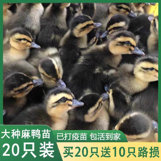 山西麻鸭苗严选荣誉商家当天发货注射疫苗包运输包/存活