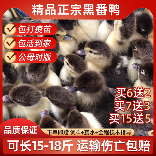 甘肃番鸭苗严选荣誉商家当天发货注射疫苗包运输包/存活