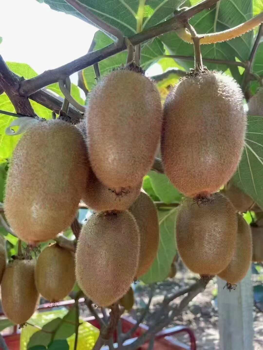 翠香猕猴桃周至猕猴桃中秋水果