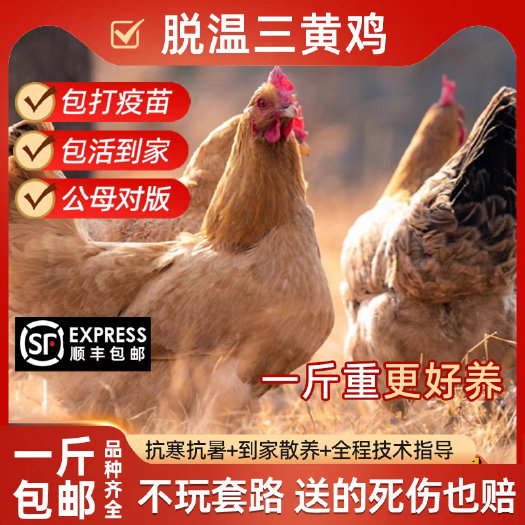 习水县三黄鸡苗 抗病能力强 成活率高 免费提供养殖技术 全国可发货