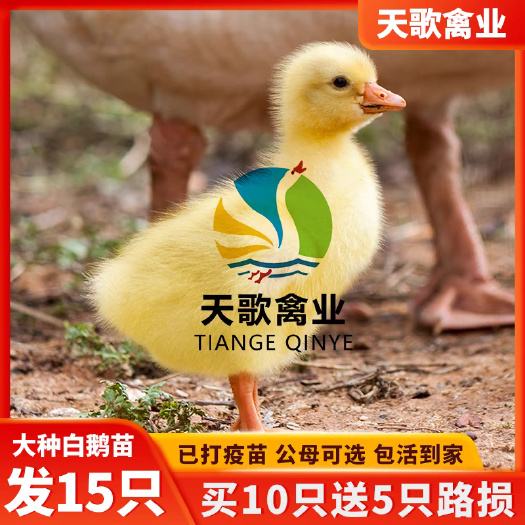 叙永县三花鹅苗 抗病能力强 成活率高 免费提供养殖技术 全国可发货