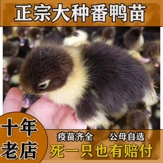 洪湖市番鸭苗平台严选诚信商家 包防疫包运输货到满意付款死亡包赔