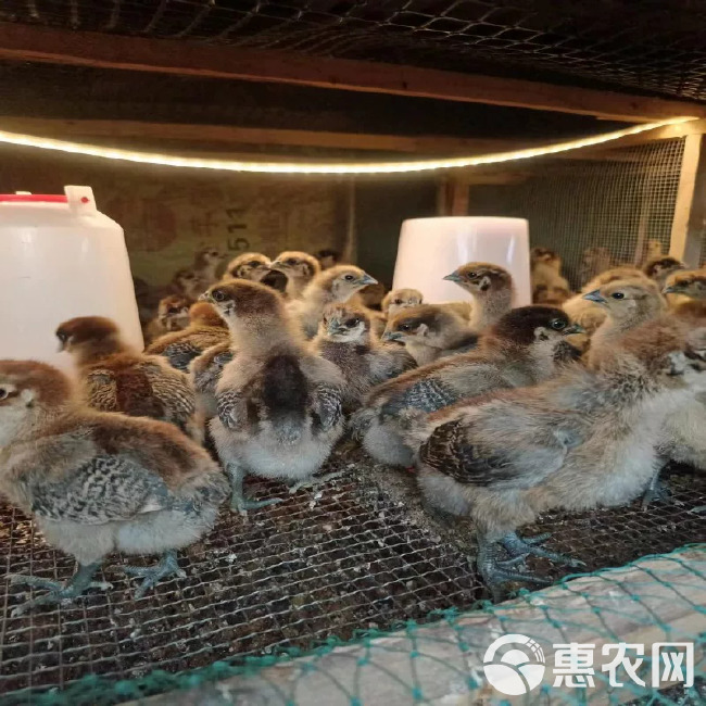 芦花鸡苗平台严选诚信商家 包防疫包运输货到满意付款死亡包赔