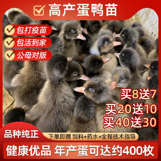 金锭鸭苗平台严选诚信商家 包防疫包运输货到满意付款死亡包赔