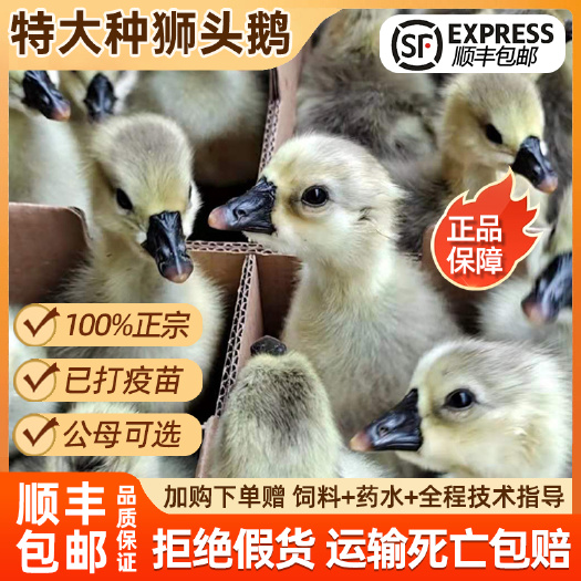 狮头鹅苗平台严选诚信商家 包防疫包运输货到满意付款死亡包赔