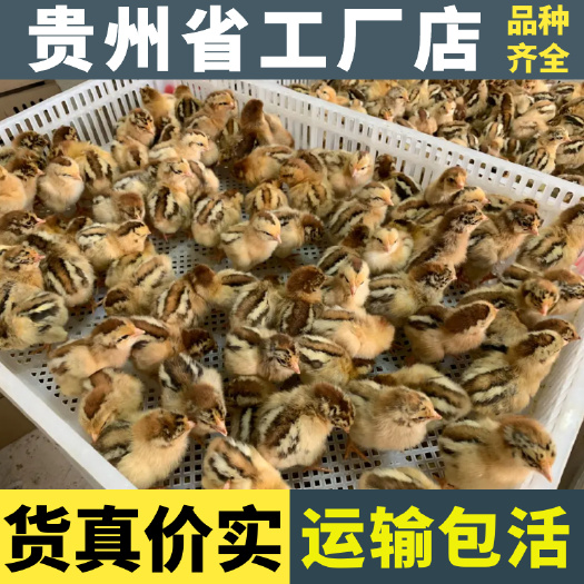 马鞍山土鸡苗平台严选诚信商家 包防疫包运输货到满意付款死亡包赔