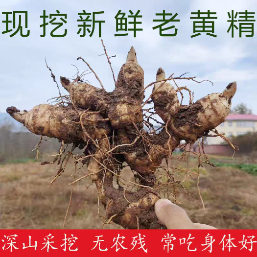 选装大个新鲜黄精4年以上现挖鸡头老黄精滋补药材