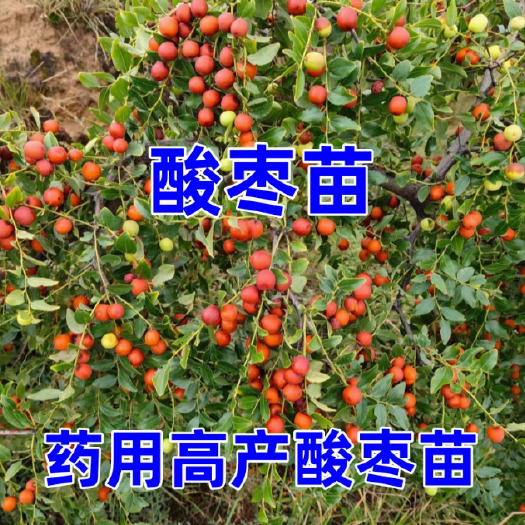 绛县酸枣苗，药用酸枣苗，晋酸3号双仁酸枣苗，基地直销