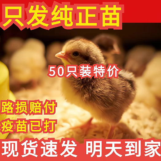 乐山土鸡苗 抗病能力强 成活率高 免费提供养殖技术 全国可发货