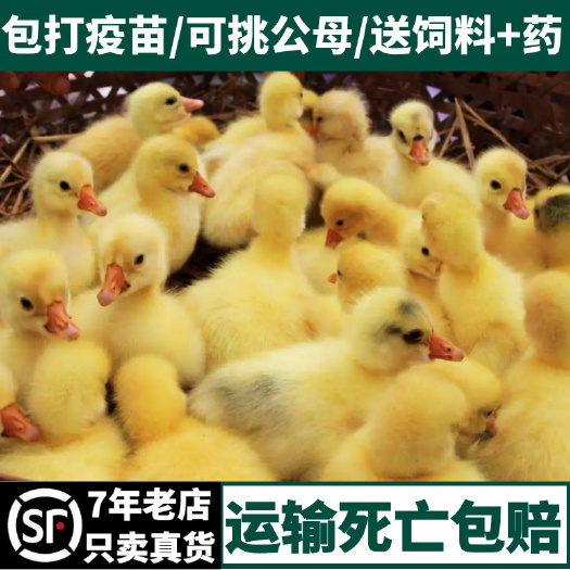 孝义市三花鹅苗（平台诚信商家）包防疫 包运输 货到满意付款