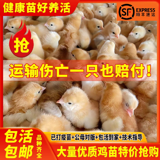 宜章县三黄鸡苗(推荐优质商家) 诚信信誉至上包质 包量 包售后
