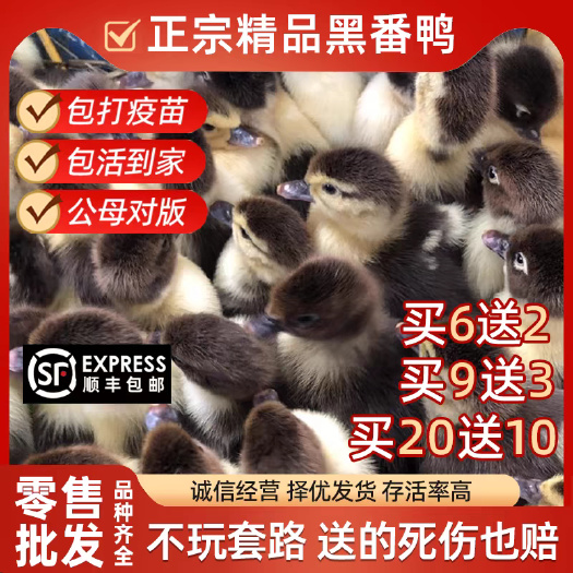麻城市番鸭苗(推荐优质商家) 诚信信誉至上包质 包量 包售后