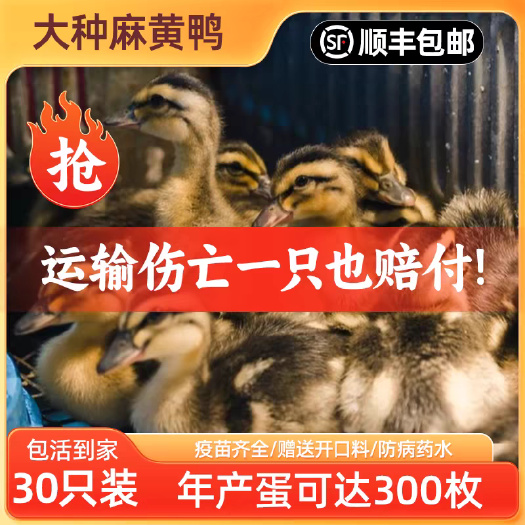 贺州番鸭苗(推荐优质商家) 诚信信誉至上包质 包量 包售后