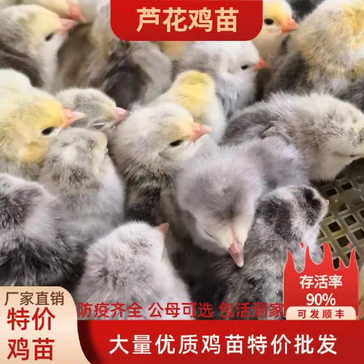 鄢陵县芦花鸡苗(推荐优质商家) 诚信信誉至上包质 包量 包售后
