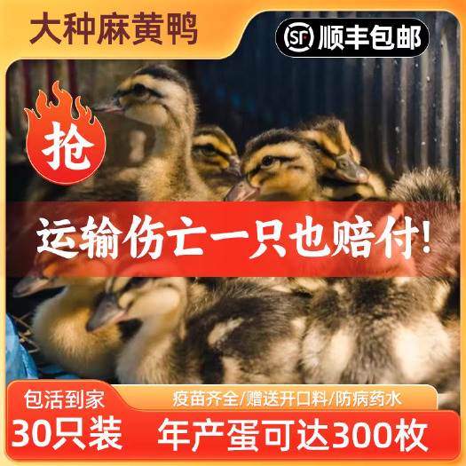 澄迈县麻鸭苗(推荐优质商家) 诚信信誉至上包质 包量 包售后