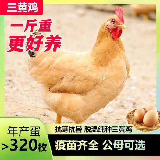 安龙县三黄鸡苗(平台优质商家) 包防疫 包运输 货到满意付款