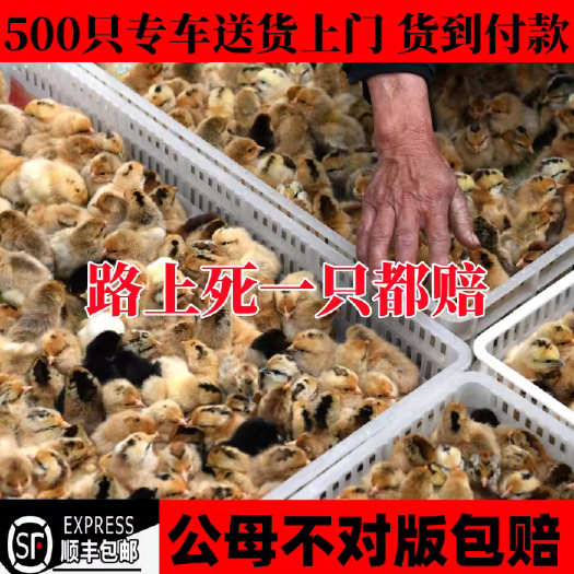 益阳麻鸡苗(平台优质商家)包防疫 包运输货到满意付款 诚信合作
