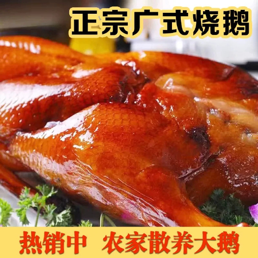 【即食烧鹅】广式风味经典烧鹅肉厚饱满满口留香整只鹅肉熟食烤鹅