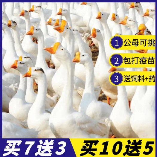 泽州县三花鹅苗(平台优质商家)包防疫 包运输货到满意付款 诚信合作