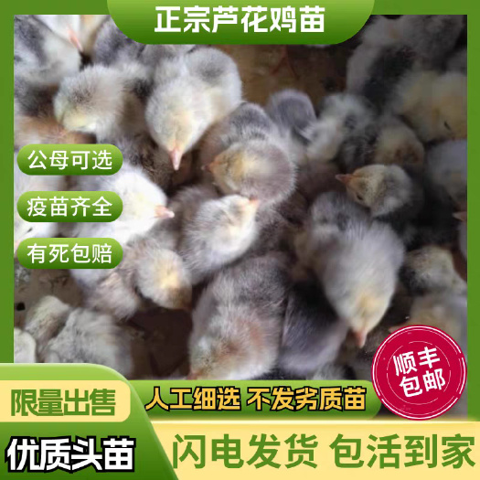 益阳芦花鸡苗(平台优质商家)包防疫 包运输货到满意付款 诚信合作