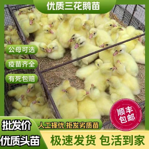 卢氏县三花鹅苗(平台优质商家)包防疫 包运输货到满意付款 诚信合作