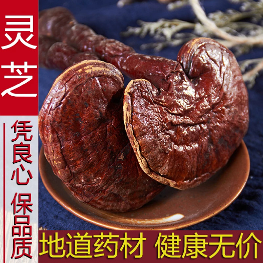 玉林正品 新货长白山紫灵芝半灵芝片林芝特产500克批包邮发灵