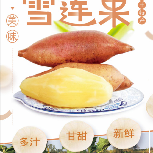 雪莲果云南主产区合作社直供寻求全国各地批发商社区团购供货