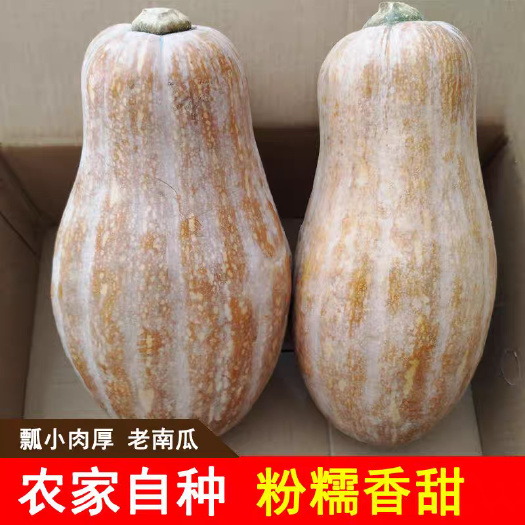 衡阳县南瓜新鲜老南瓜热量低养生枕头南瓜圆南瓜农家蔬菜