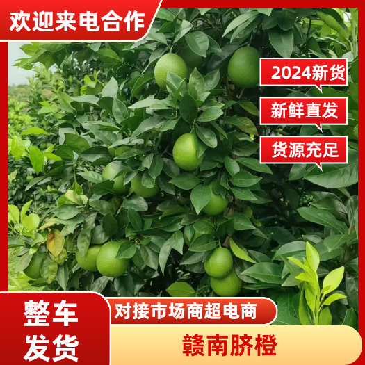 信丰县赣南脐橙专业代办，提供一站式服务。