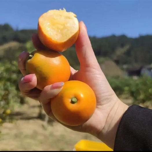 灵山县脆皮金桔苗  四季脆蜜脆皮金桔苗一年多季结果
种植当年挂果