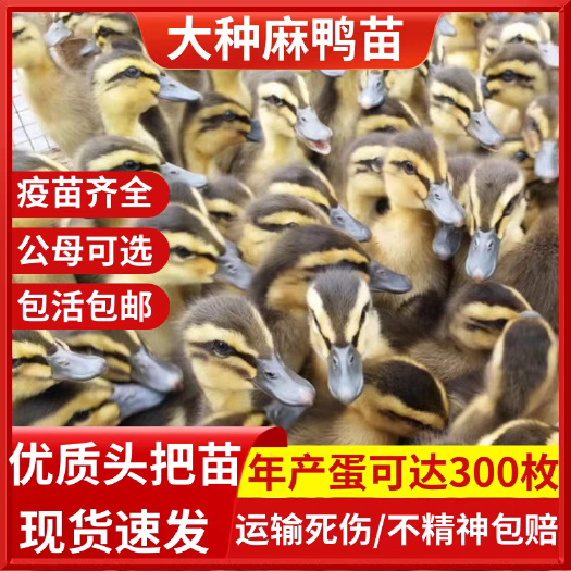 （平台严选店）麻鸭苗 厂家直销 包防疫 送货上门满意付款