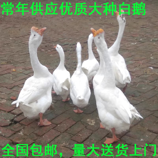 （平台严选店）三花鹅苗厂家直销 包防疫 送货上门满意后付款