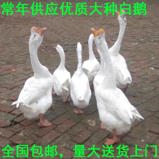 东营（平台严选店）三花鹅苗厂家直销 包防疫 送货上门满意后付款
