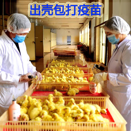 许昌（平台严选店）三花鹅苗 厂家直销 包防疫 送货上门满意付款
