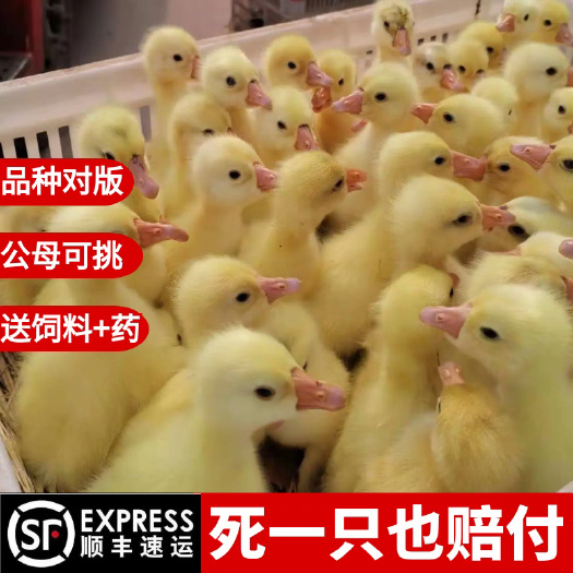 松潘县（平台严选店）三花鹅苗 厂家直销 包防疫 送货上门满意付款